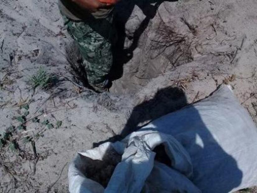 Aseguran 2 mil 200 huevos de tortuga golfina en Oaxaca; no hay detenidos