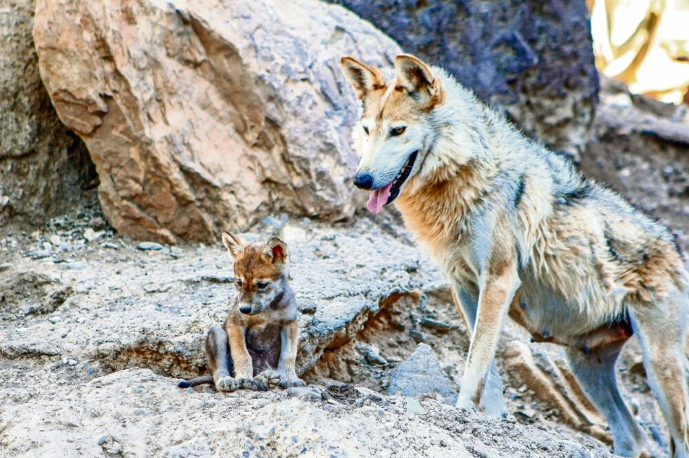 Los expertos afirman que cada uno de los lobos liberados cuenta con un radiocollar para su monitoreo para evitar su caza. Foto: ARCHIVO ELUNIVERSAL