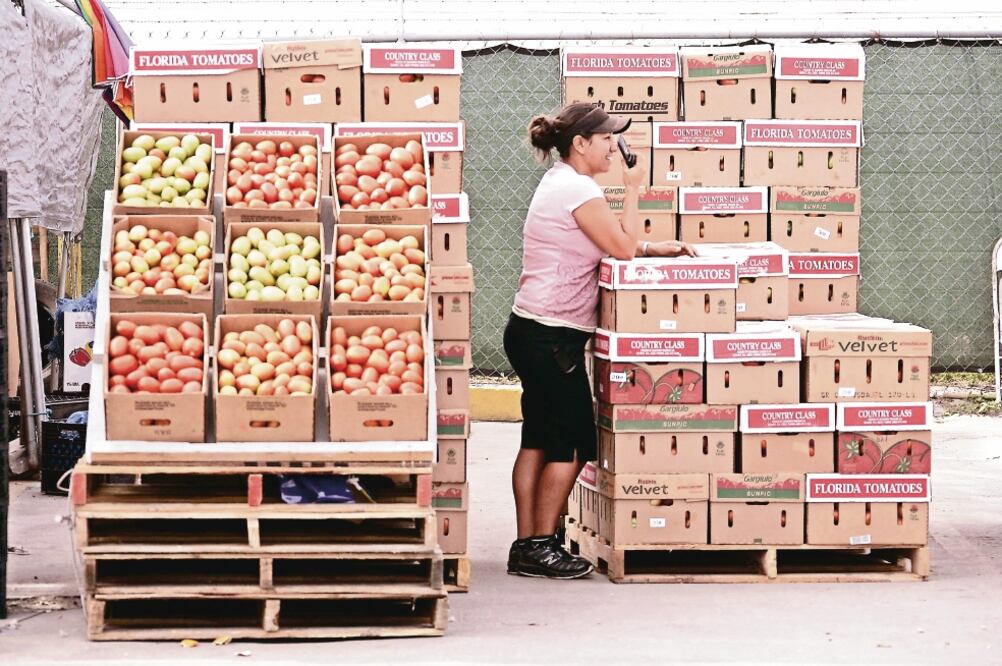La Florida Tomato Exchange solicitó al Departamento de Comercio de EU revocar el acuerdo de suspensión de aranceles que tiene México desde 1996. (ARCHIVO EL UNIVERSAL)