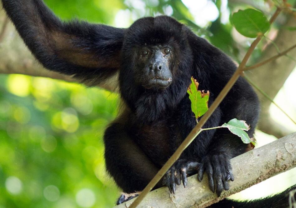 Mmono aullador (Alouatta), en la reserva privada La Flor del municipio de Catemaco. Foto: EFE / Karo Carvajal