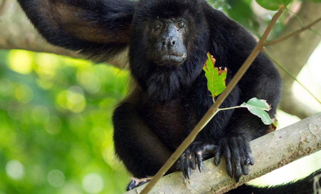 Mmono aullador (Alouatta), en la reserva privada La Flor del municipio de Catemaco. Foto: EFE / Karo Carvajal