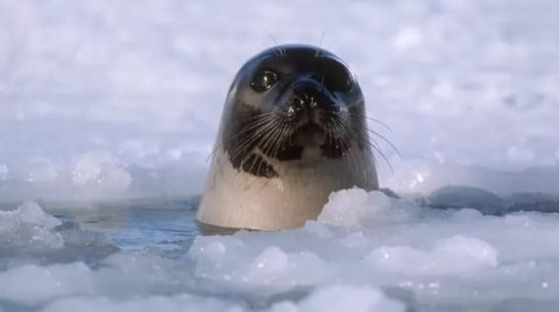 El cambio climático y el aumento de temperatura alcanza a las "regiones inmunes" del Ártico