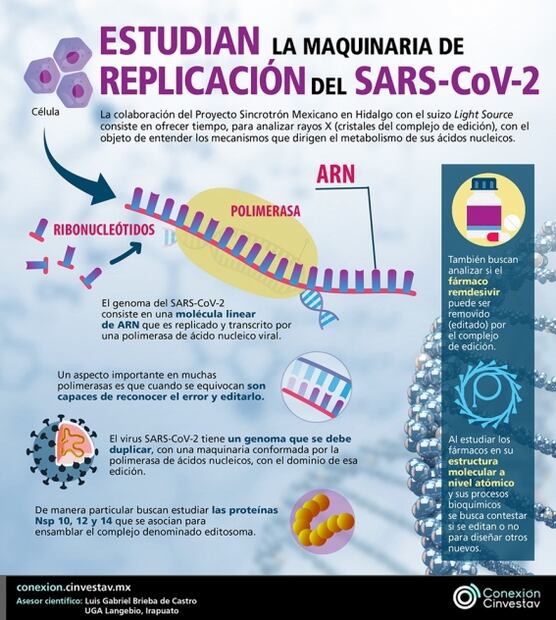 Estudian a nivel atómico la replicación del genoma del SARS-CoV-2