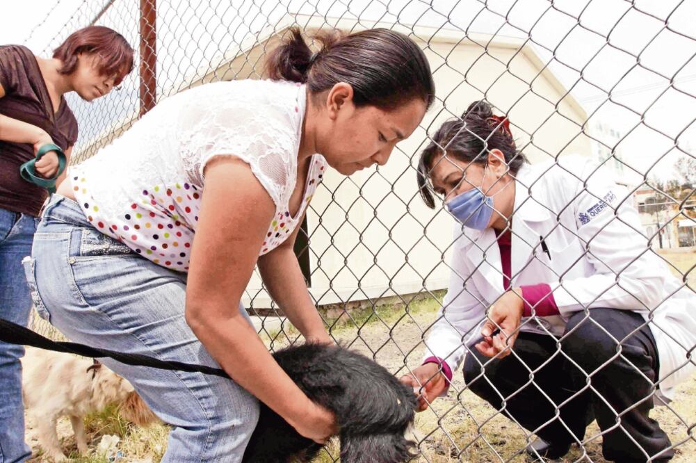 Vecinos de Tlalpan aseguraron que cobraban hasta 100 pesos por vacunar a sus mascotas (ESPECIAL)