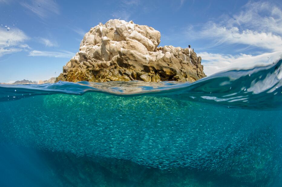 Saqueo de las sardinas. Foto de  Octavio Aburto