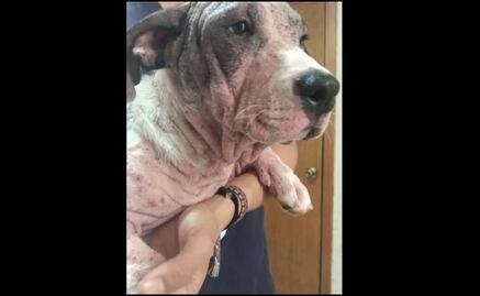 Muere "Nachito", cachorro apedreado por estar "embrujado" en Querétaro