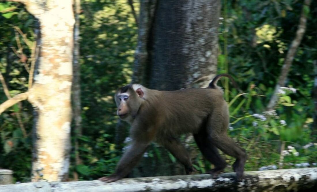 Se presentó un caso de malformaciones en un ejemplar de macaco cola de cerdo. (FOTO: Especial)