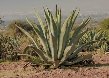 Ruta del Mezcal de San Luis Potosí: lo que tienes que saber