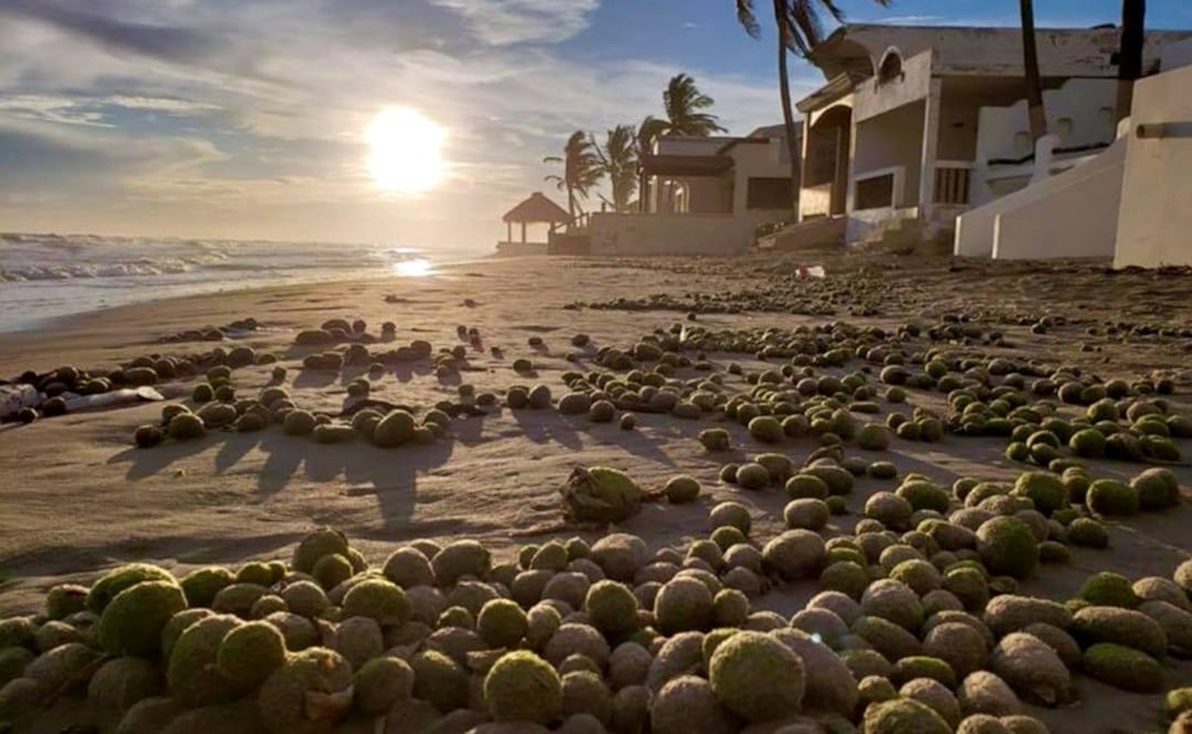 A picture was published via Viva Huatabampo’s official Facebook page in which a large amount of coconut-like balls appeared - Photo: Taken from Viva Huatabampo's official Facebook page