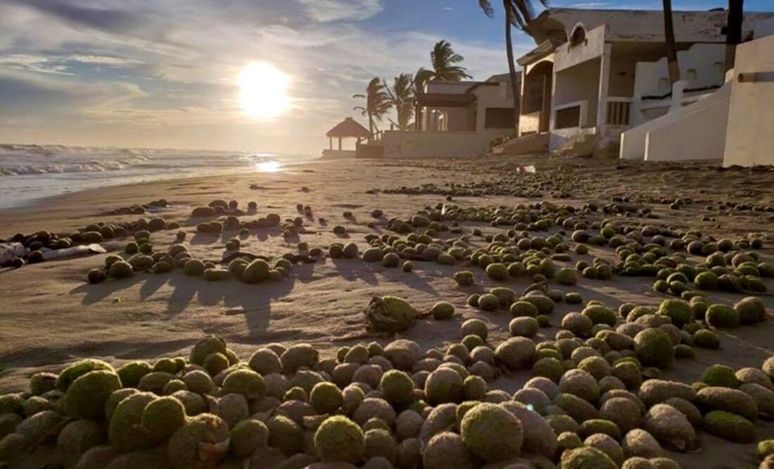 A picture was published via Viva Huatabampo’s official Facebook page in which a large amount of coconut-like balls appeared - Photo: Taken from Viva Huatabampo's official Facebook page