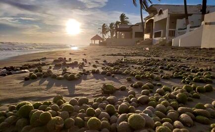 Mysterious green balls wash up on Mexican shore