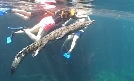 Panchito, el cocodrilo que nada con turistas en un cenote de Tulum