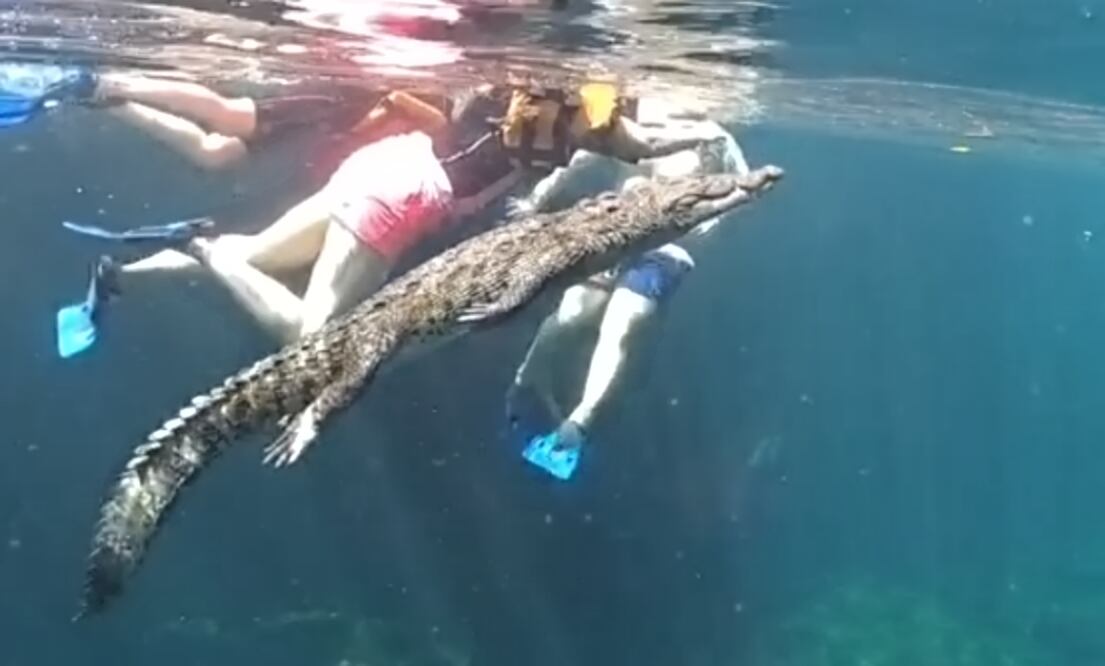 El Crocodylus moreletii o cocodrilo mexicano es una de las 23 especies de cocodrialianos que existen en todo el mundo. Foto: Tik Tok de Sebitas Trip