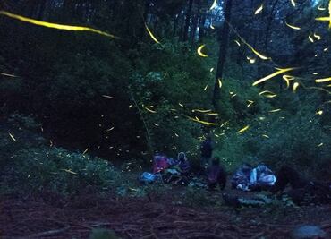 Tour de luciérnagas en un bosque de Estado de México