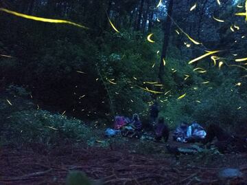 Tour de luciérnagas en un bosque de Estado de México