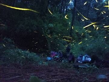 Tour de luciérnagas en un bosque de Estado de México
