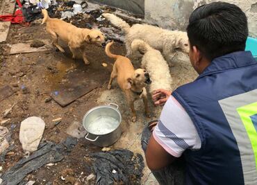 Entregan voluntariamente a 4 perros a la PAOT en alcaldía Venustiano Carranza; dueños no garantizaban su bienestar