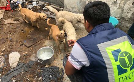 Entregan voluntariamente a 4 perros a la PAOT en alcaldía Venustiano Carranza; dueños no garantizaban su bienestar