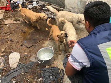 Entregan voluntariamente a 4 perros a la PAOT en alcaldía Venustiano Carranza; dueños no garantizaban su bienestar
