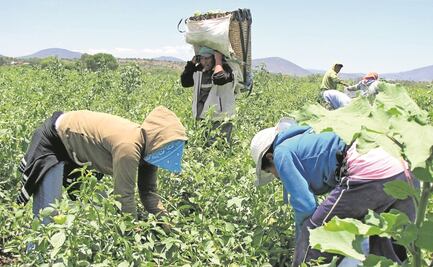 Mexicanos que laboraban en granja quedan a la deriva en Canadá