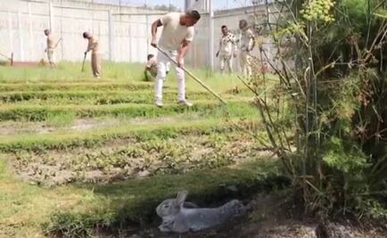 Crean en Santa Martha Acatitla la primera granja en cárceles de CDMX