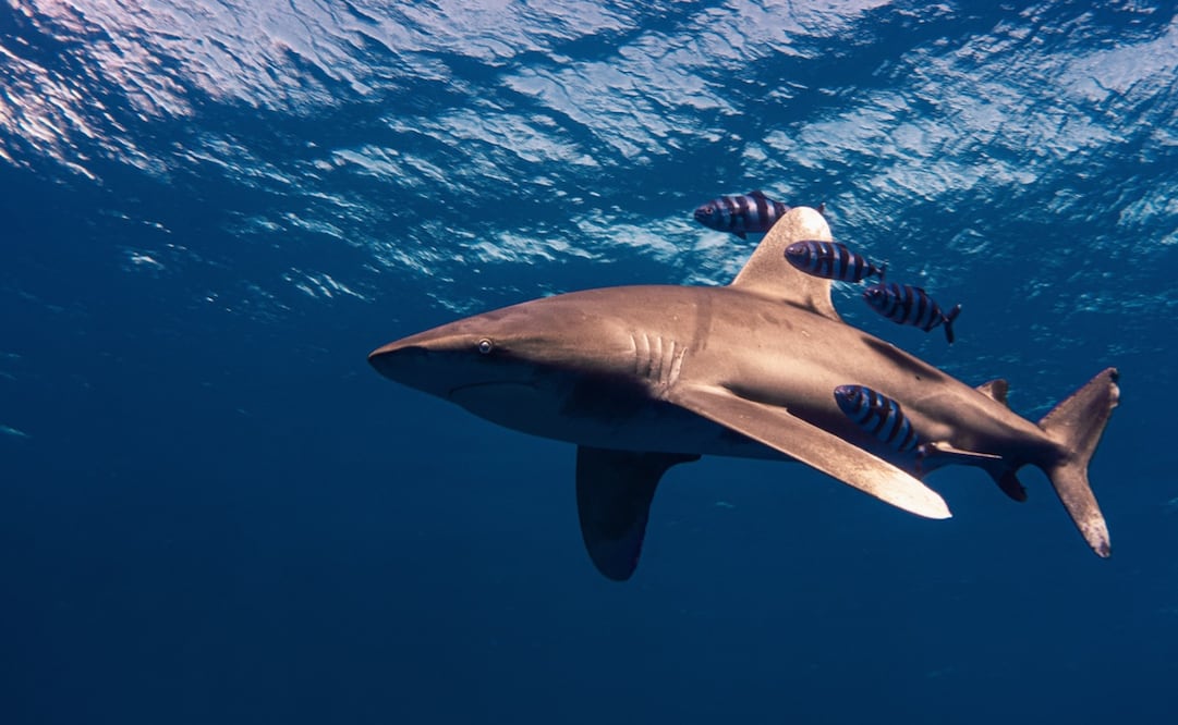 Foto: Vía Twitter @cdeualmeria