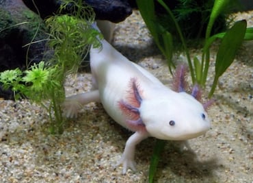 UNAM lanza campaña “AdoptAxolotl”; busca preservar a los ajolotes