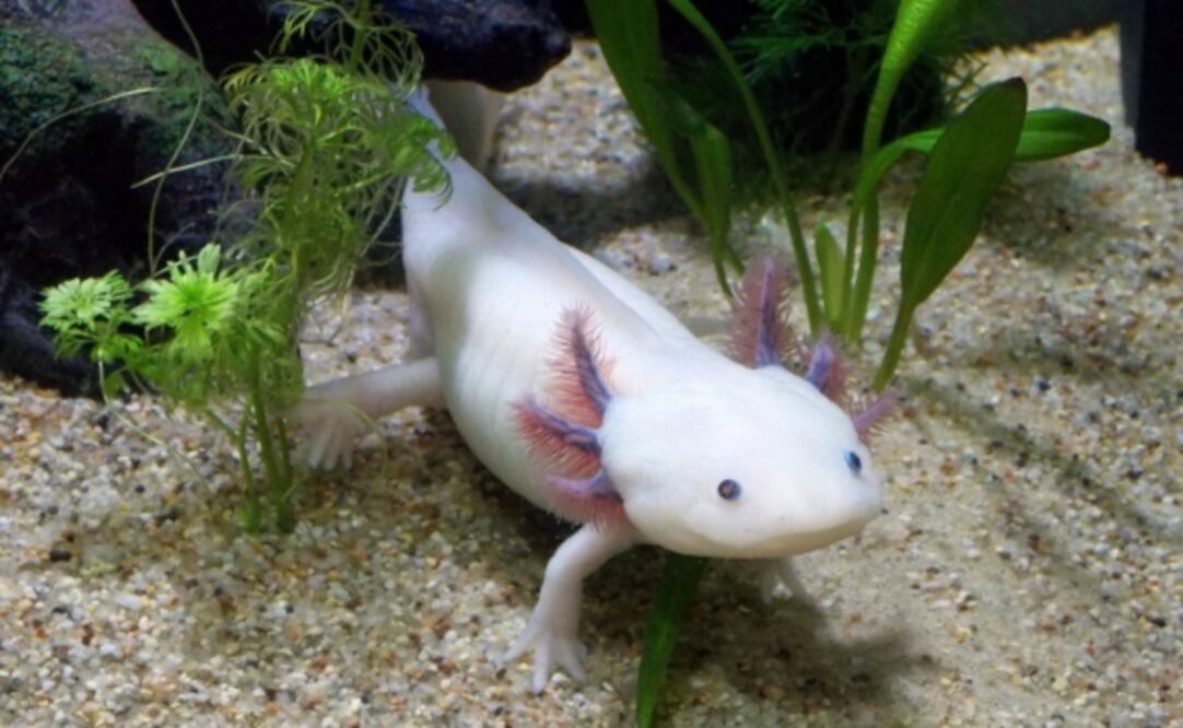 Día Nacional del Ajolote. Foto: Archivo / EL UNIVERSAL