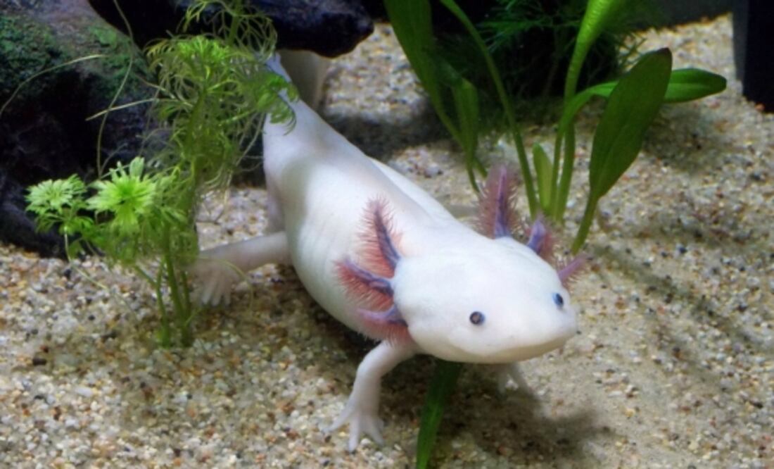 UNAM lanza campaña “AdoptAxolotl”; busca preservar a los ajolotes