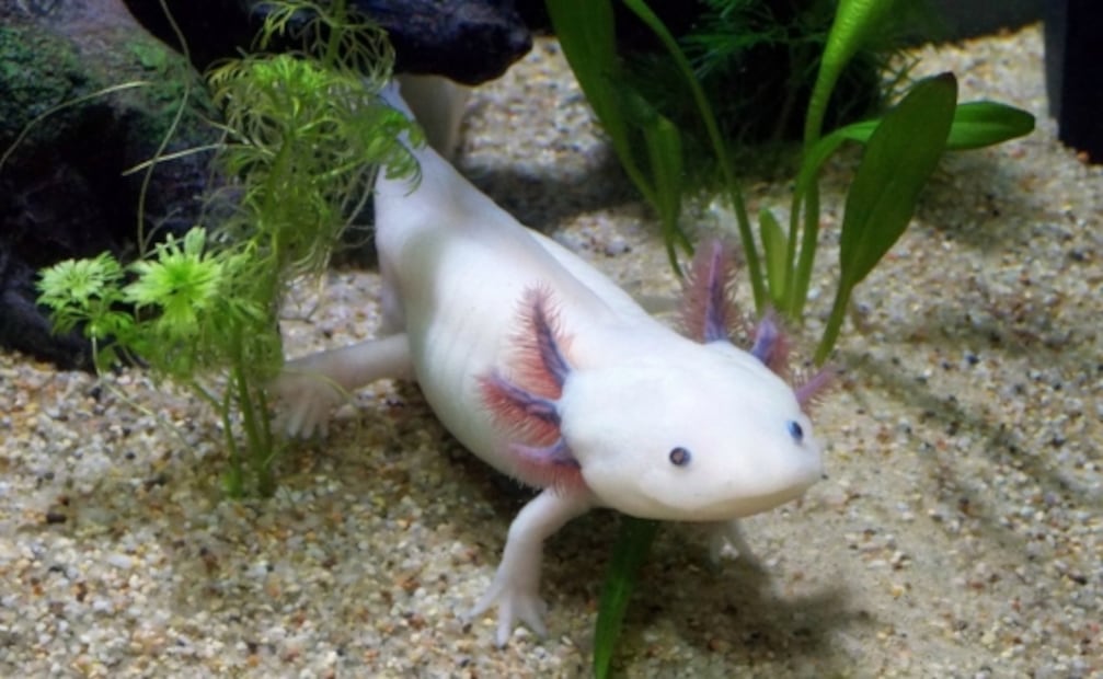 Axolotitlán: lo que sabemos del nuevo Museo Nacional del Ajolote