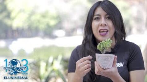 Mexicana recolectar colillas de cigarro para cultivar plantas