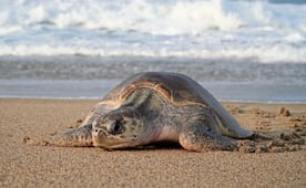 Playa Escobilla en Oaxaca, el santuario de la tortuga golfina