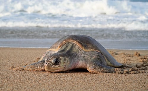 Playa Escobilla en Oaxaca, el santuario de la tortuga golfina