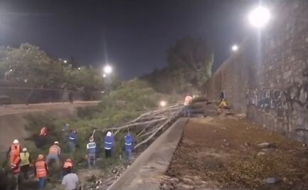 Pese a ola de calor, talan 63 árboles en Malecón del Río de León, Guanajuato