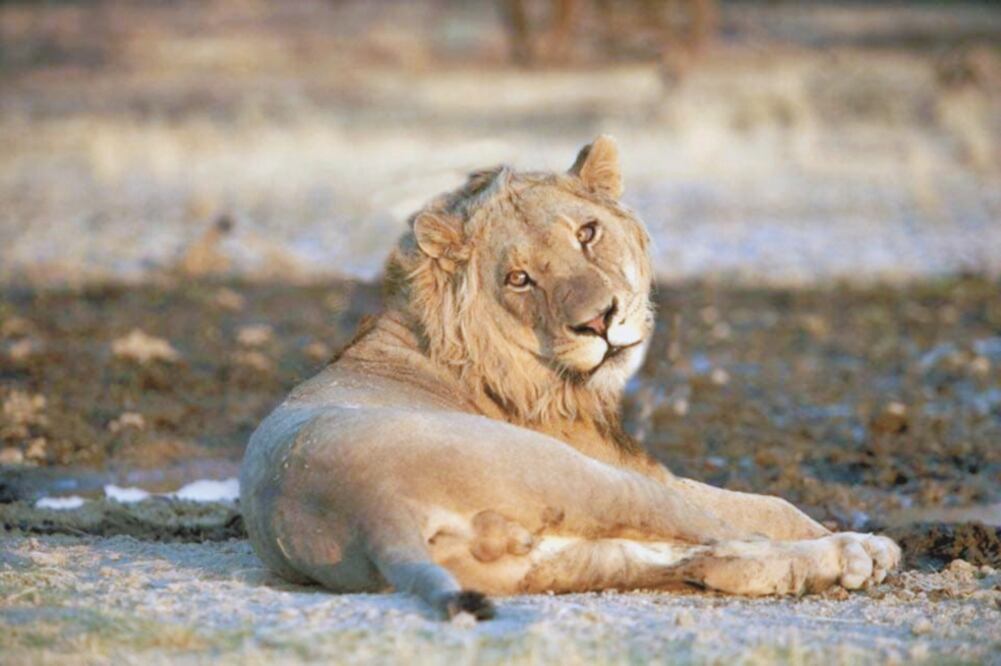 Boris , el león africano, tenía cuatro meses de edad cuando fue castrado para supuestamente frenar su instinto salvaje y vivió en una jaula cerca de dos años; hoy tiene 17 y vive tranquilo en un lugar especial.