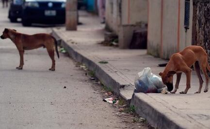 Perú detecta un caso de rabia humana y establece cerco epidemiológico en el sur del país