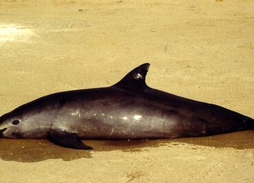 Sin acciones permanentes, vaquita marina podría extinguirse este 2017: WWF