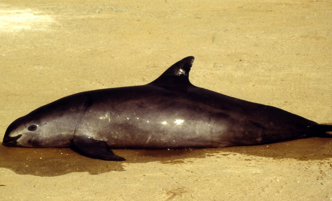 Foto: Archivo/EL UNIVERSAL