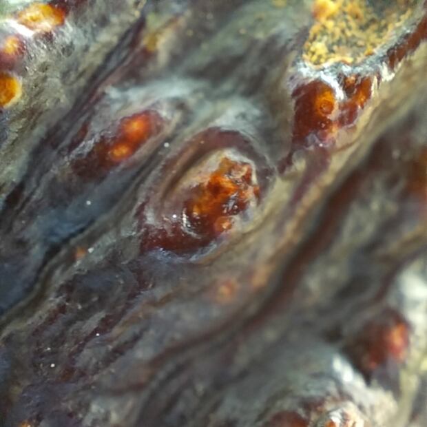 OPPO Reno7: el smartphone con una lente microscópica