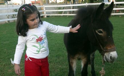 Burrolandia, el lugar para la conservación del asno