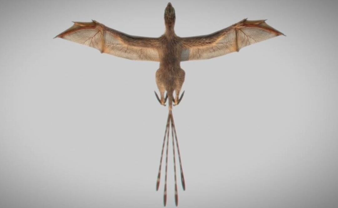 Foto: Min Wang / Institute of Vertebrate Paleontology