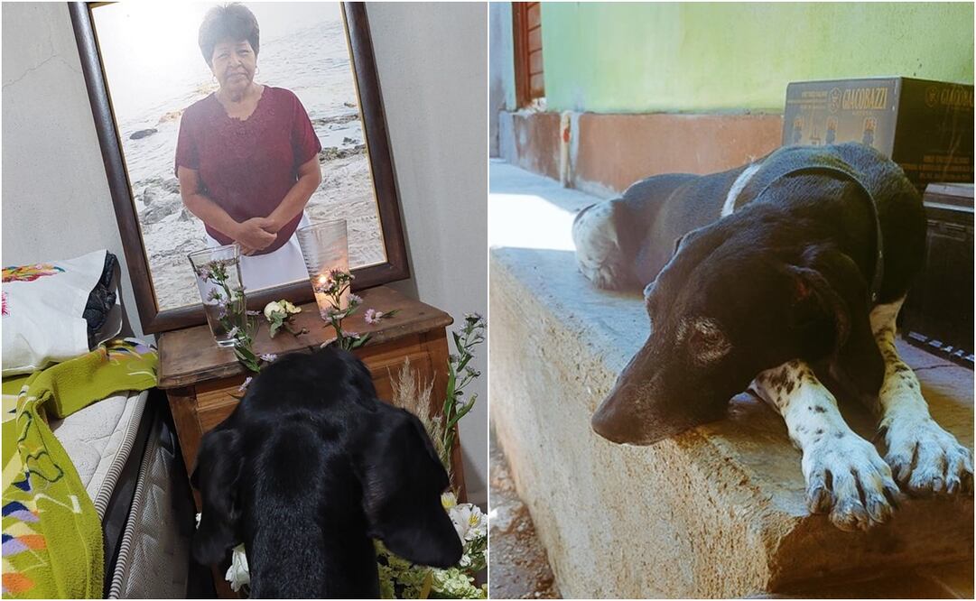 Usuarios de la red social no dudaron en comentar dicha publicación, mostrando su apoyo al usuario y su mascota. Foto: Twitter. @NutriologoGiron