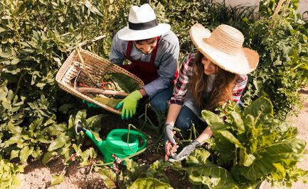 Huertos urbanos: hortalizas que puedes cosechar en casa