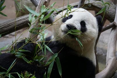 Xin Xin “está en la etapa final” de su vida, reconoce Sedema; rentar un panda costaría 1 millón de dólares anuales
