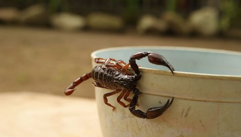 Alacranes baila al ritmo de Chayanne y son furor en la red
