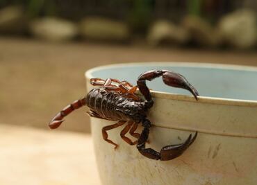 Ola de calor en CDMX; aprende a diferenciar alacranes peligrosos de los inofensivos