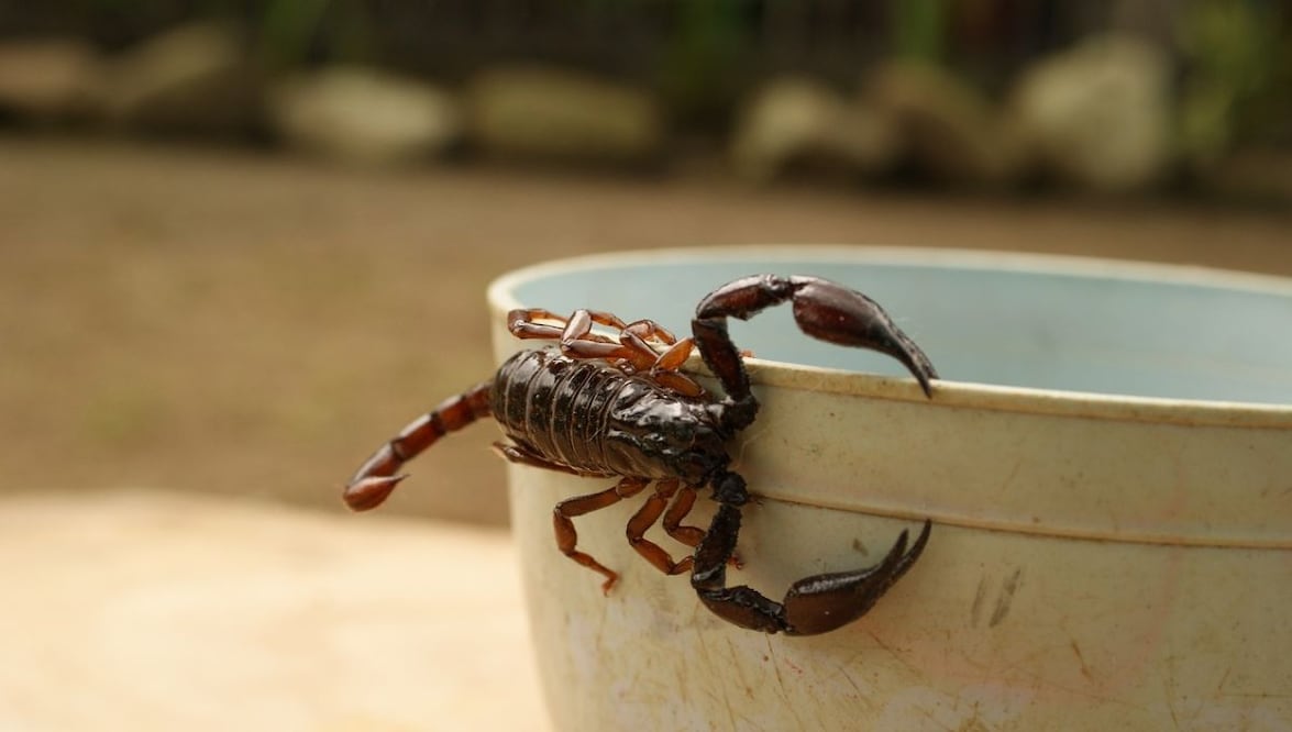 Alacranes. Fuente: Pixabay