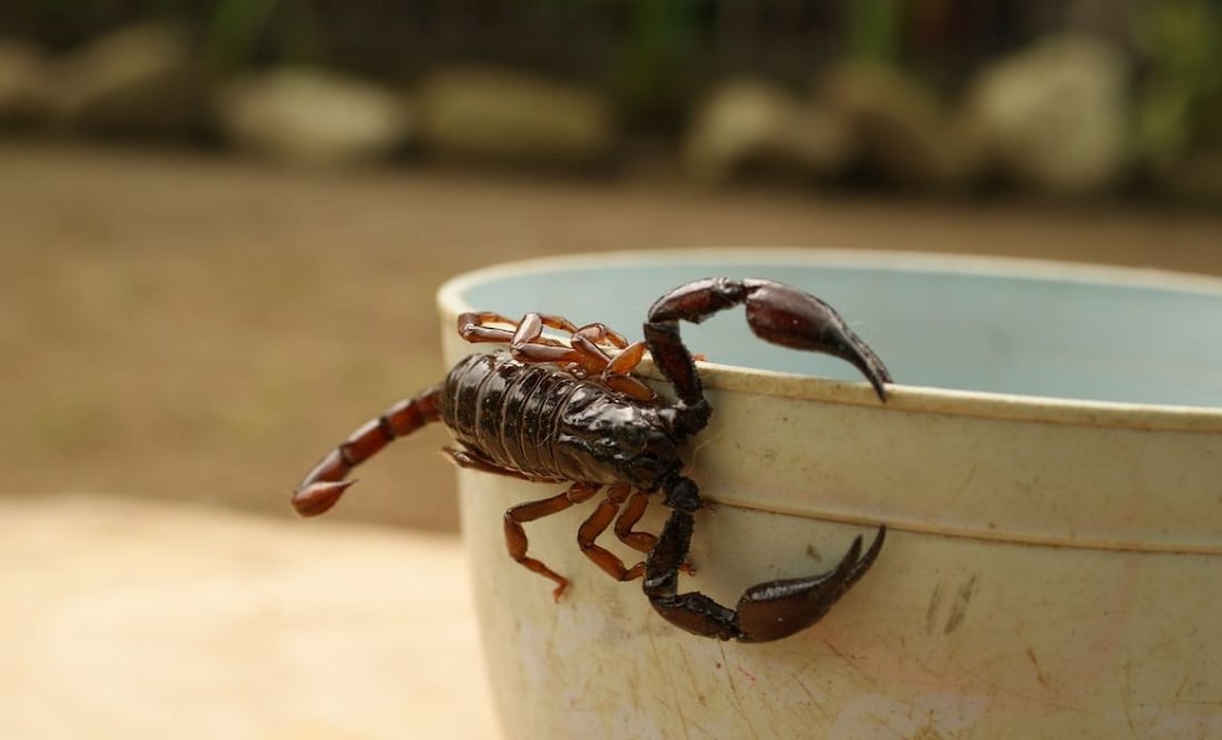 Alacranes. Fuente: Pixabay