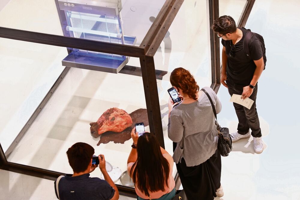 A Hundred Years (1990) es una instalación compuesta por una cabeza de vaca, sangre, moscas, un atrapamoscas eléctrico y agua con azúcar. La pieza plantea una metáfora sobre la vida y la muerte. Foto: Fernanda Rojas | El Universal