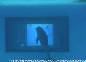 Delfines interactúan con "apps" en una pantalla táctil